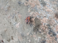 Pyrrhocoris apterus