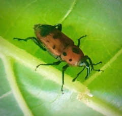 Rhodobaenus quinquepunctatus