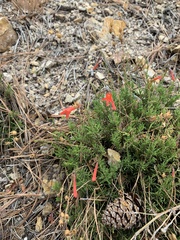 Penstemon pinifolius