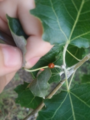 Adalia bipunctata
