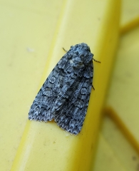 Acronicta tristis
