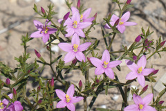 Centaurium quadrifolium barrelieri
