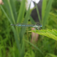 Platycnemis pennipes