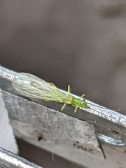 Alloperlini