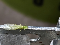 Alloperlini