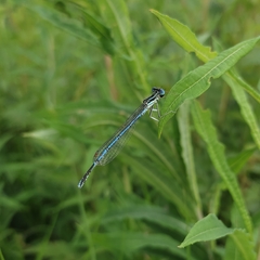 Platycnemis pennipes