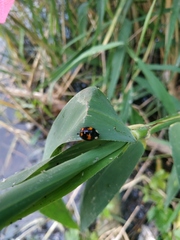 Harmonia axyridis