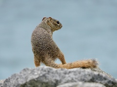 Notocitellus annulatus