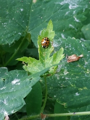 Harmonia axyridis