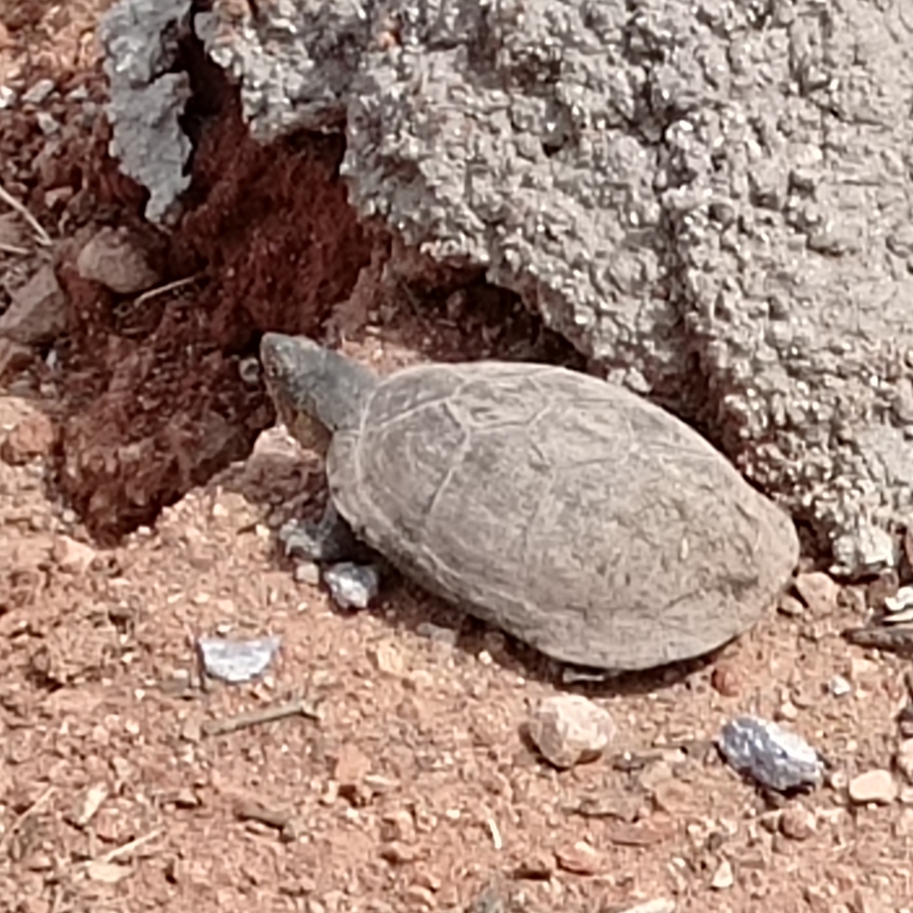 Mexican Mud Turtle from 20994 Ags., México on July 04, 2022 at 0359 PM
