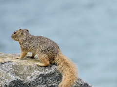 Notocitellus annulatus