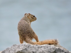 Notocitellus annulatus