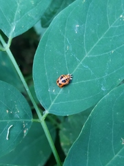 Harmonia axyridis