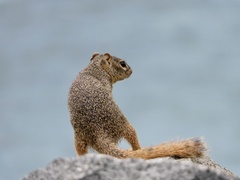 Notocitellus annulatus