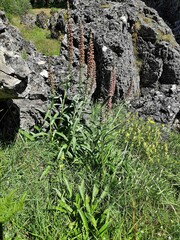 Digitalis parviflora
