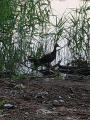 Anas platyrhynchos