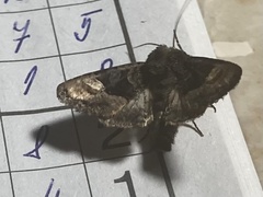Euplexia