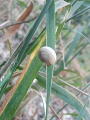 Monacha cartusiana