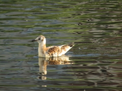 Chroicocephalus ridibundus