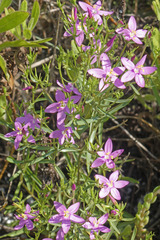 Centaurium quadrifolium barrelieri