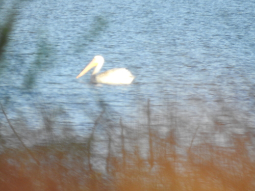 American White Pelican photographed in Nevada
