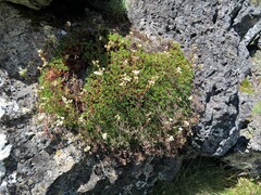 Saxifraga pentadactylis