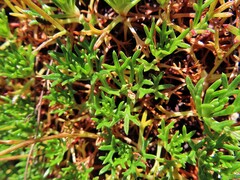 Saxifraga pentadactylis