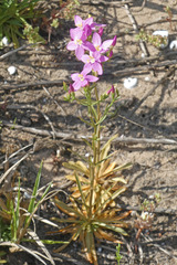 Centaurium quadrifolium barrelieri