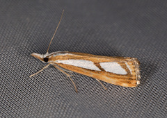 Catoptria permutatellus