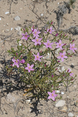 Centaurium quadrifolium barrelieri