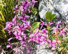 Chamaenerion fleischeri