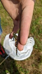 Somatochlora flavomaculata