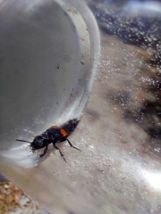 Platydracus fossator