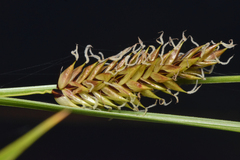 Carex exsiccata