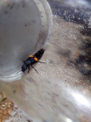 Platydracus fossator