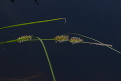 Carex exsiccata