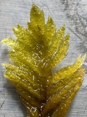 Homalothecium megaptilum