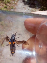 Platydracus fossator