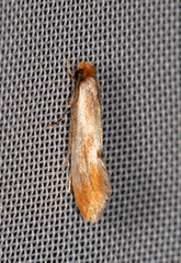 Tinea semifulvella