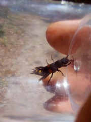 Platydracus fossator