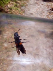Platydracus fossator