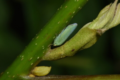 Evacanthinae