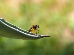 Dicranus