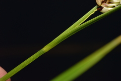 Carex exsiccata