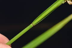 Carex exsiccata