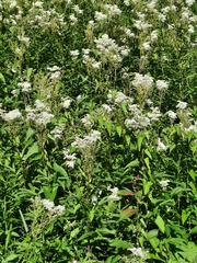 Filipendula ulmaria