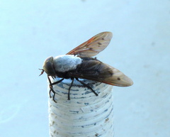 Tabanus stygius