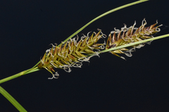 Carex exsiccata