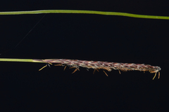 Carex exsiccata