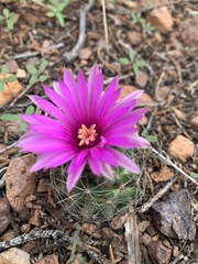 Mammillaria wrightii wrightii